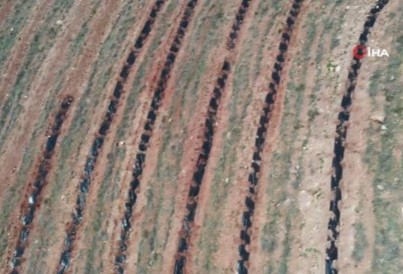 Türkiye'de ilk kez uygulanan malçlama yöntemiyle Aksaray'da 200 bin fidan dikildi
